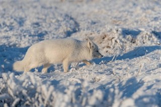 Svalbard