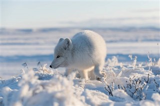 Svalbard