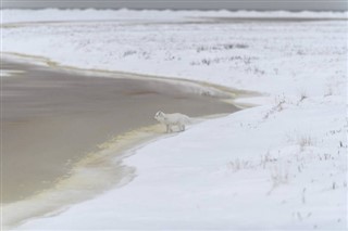 Svalbard