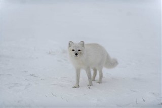 Svalbard