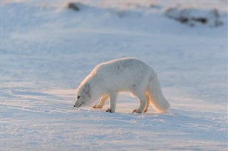 Svalbard