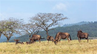 Swaziland