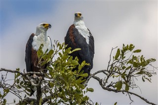 Tanzania