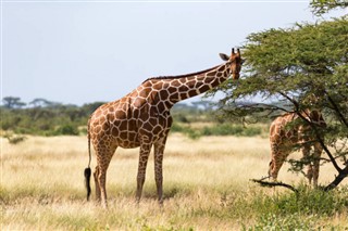 Tanzania