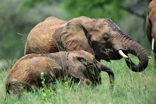 Tanzania