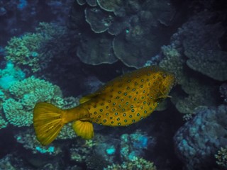 Tokelau