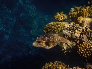 Tokelau