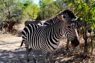 Zambia