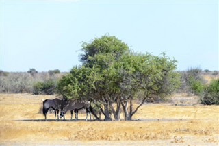 Zambia