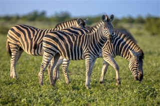 Zambia