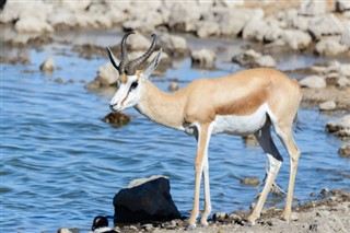 Zambia