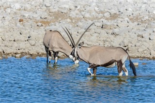 Zambia