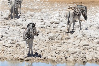 Zambia