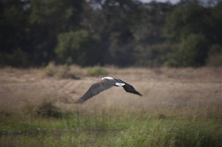 Zambia