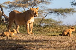 Zambia