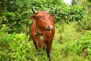 アメリカ領サモア