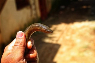 Anguilla laika joslas