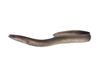 Anguilla vremenske zone