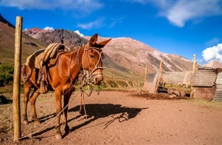 Argentyna