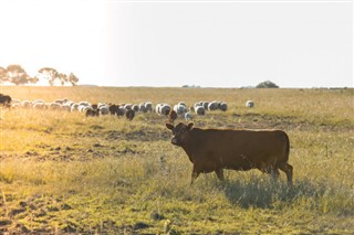 Argentinië