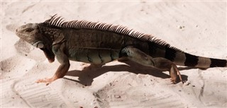 আরুবা