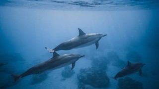 アシュモア・カルティエ諸島