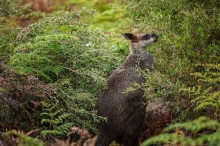 Australija