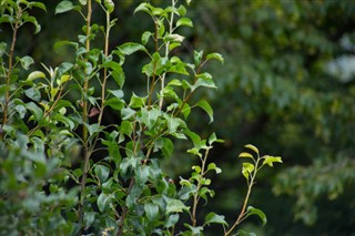 அஜர்பைஜான்