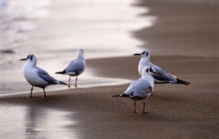 바레인