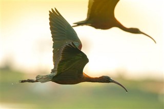 바레인