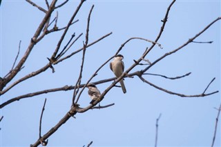 바레인