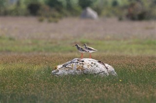 바레인