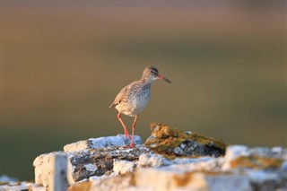 바레인