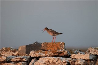 Bahrain