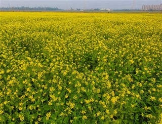 வங்காளம்