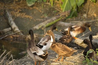 バングラデシュ