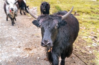 Bhutan