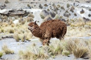 Bolivia