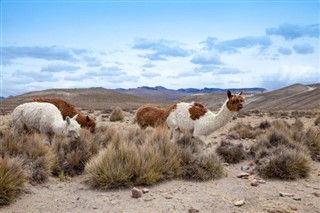 Bolivia