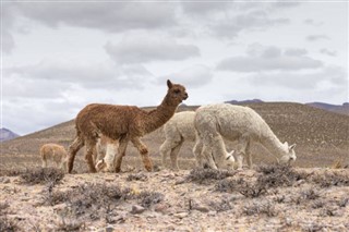 Bolivia