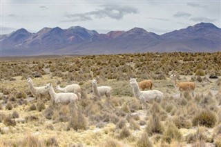 Bolivie