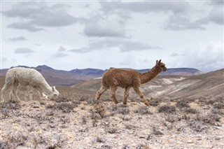 Bolivie