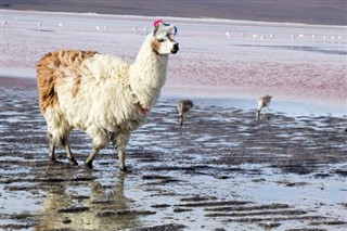 Bolivija