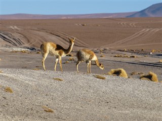 Bolivija