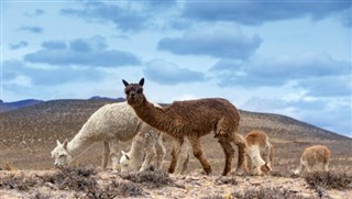 Bolivija