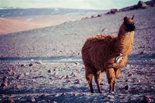 Bolivie