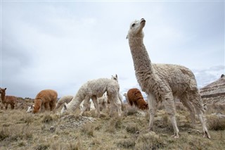 Bolivija