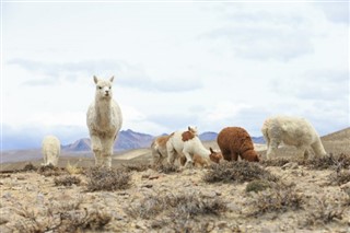 Bolivie