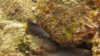 Bonaire aikavyöhykkeitä