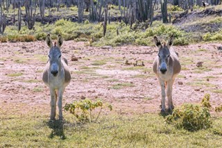 Bonaire